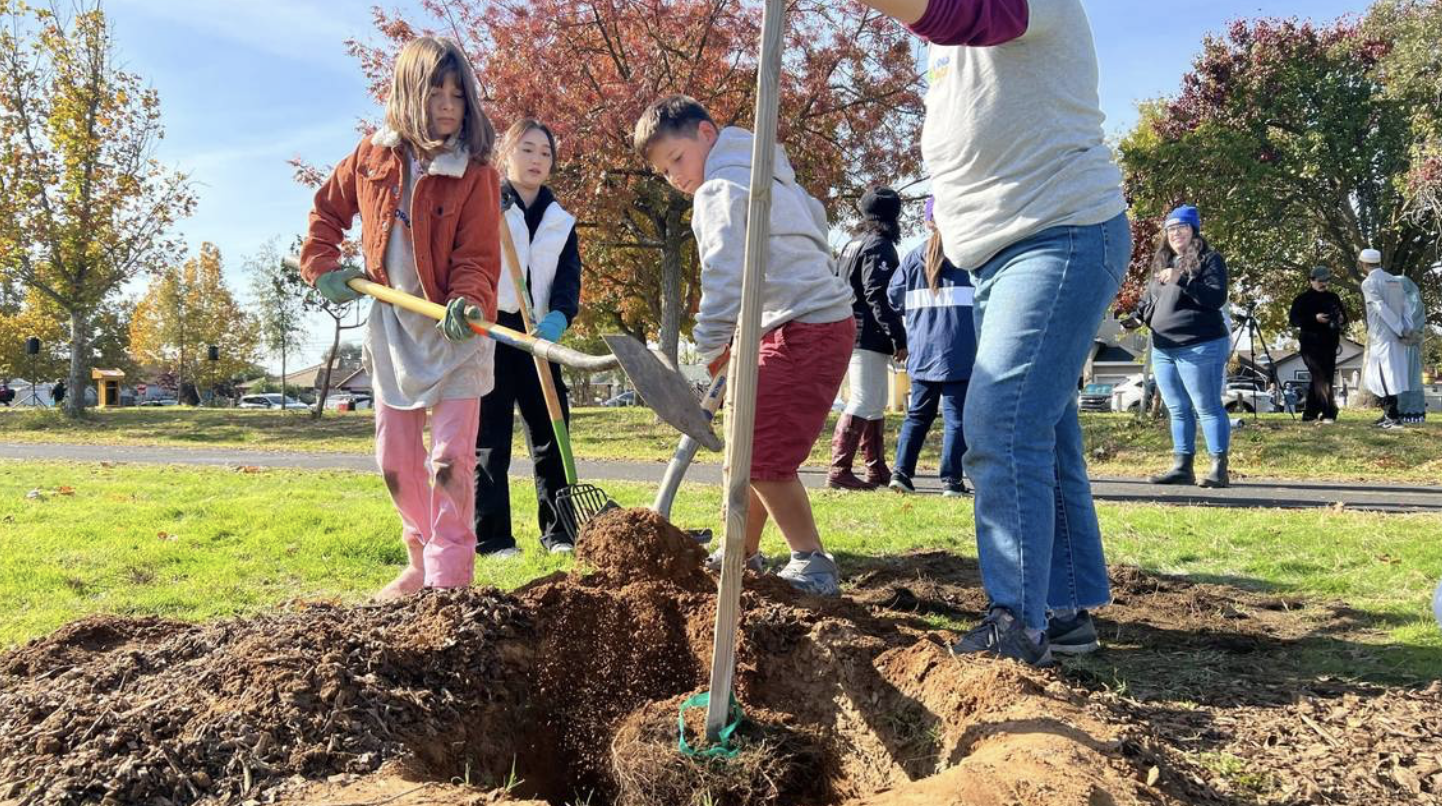 Volunteers plant trees in a Del Paso Heights